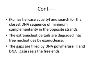Cont----
• (Ku has helicase activity) and search for the
closest DNA sequence of minimum
complementarity in the opposite strands.
• The extranucleotide tails are degraded into
free nucleotides by exonuclease.
• The gaps are filled by DNA polymerase III and
DNA ligase seals the free ends.
 