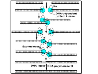 Ku
DNA-dependent
protein kinase
DNA ligase
Exonuclease
DNA polymerase III
 