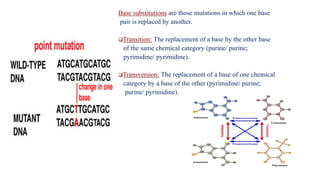 Base substitutions are those mutations in which one base
pair is replaced by another.
❑Transition: The replacement of a base by the other base
of the same chemical category (purine/ purine;
pyrimidine/ pyrimidine).
❑Transversion: The replacement of a base of one chemical
category by a base of the other (pyrimidine/ purine;
purine/ pyrimidine).
 