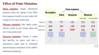 Effect of Point Mutation
Silent mutation: Single substitution
mutation when the change in the DNA
base sequence results in a new codon still
coding for the same amino acid.
Missense mutation: One triplet codon
altered, results in one wrong codon and
one wrong amino acid.
Nonsense mutation: Change a codon
that specifies an amino acid into a
termination codon lead to shortened
protein because translation of the mRNA
terminate prematurely.
 