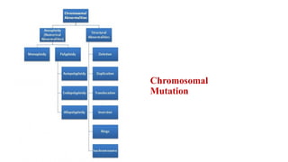 Chromosomal
Mutation
 