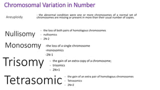 Chromosomal Variation in Number
Aneuploidy
- the abnormal condition were one or more chromosomes of a normal set of
chromosomes are missing or present in more than their usual number of copies.
Nullisomy
- the loss of both pairs of homologous chromosomes
- nullisomics
- 2N-2
Monosomy -the loss of a single chromosome
-monosomics
-2N-1
Trisomy - the gain of an extra copy of a chromosome;
- trisomics
- 2N+1
Tetrasomic - the gain of an extra pair of homologous chromosomes
- Tetrasomics
- 2N+2
 