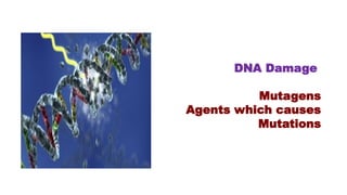 DNA Damage
Mutagens
Agents which causes
Mutations
 