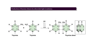 Production of thymine dimers by ultraviolet light irradiation
 