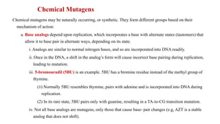 Chemical Mutagens
Chemical mutagens may be naturally occurring, or synthetic. They form different groups based on their
mechanism of action:
a. Base analogs depend upon replication, which incorporates a base with alternate states (tautomers) that
allow it to base pair in alternate ways, depending on its state.
i. Analogs are similar to normal nitrogen bases, and so are incorporated into DNA readily.
ii. Once in the DNA, a shift in the analog’s form will cause incorrect base pairing during replication,
leading to mutation.
iii. 5-bromouradil (5BU) is an example. 5BU has a bromine residue instead of the methyl group of
thymine.
(1) Normally 5BU resembles thymine, pairs with adenine and is incorporated into DNA during
replication.
(2) In its rare state, 5BU pairs only with guanine, resulting in a TA-to-CG transition mutation.
iv. Not all base analogs are mutagens, only those that cause base- pair changes (e.g, AZT is a stable
analog that does not shift).
 