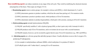 Base-modifying agents can induce mutations at any stage of the cell cycle. They work by modifying the chemical structure
and properties of the bases. Three types are (Figure 19.13):
i. Deaminating agents remove amino groups. An example is nitrous acid (HNO2 ), which deaminates G, C and A.
(1) HNO2 deaminates guanine to produce xanthine, which has the same base pairing as G. No mutation results.
(2) HNO2 deaminates cytosine to produce uracil, which produces a CG-to-TA transition.
(3) HNO2 deaminates adenine to produce hypoxanthine, which pairs with cytosine, causing an AT-to-GC transition.
ii. Hydroxylating agents include hydroxylamine (NH2OH).
(1) NH2OH specifically modifies C with a hydroxyl group (OH), so that it pairs only with A instead of with G.
(2) NH2OH produces only CG-to-TA transitions, and so revertants do not occur with a second treatment.
(3) NH2OH mutants, however, can be reverted by agents that do cause TA-to-CG transitions (e.g., 5BU and HNO2).
iii. Alkylating agents are a diverse group that add alkyl groups to bases. Usually alkylation occurs at the 6-oxygen of G,
producing O6-alkylguanine.
(1) An example is methylmethane sulfonate (MMS), which methylates G to produce O6-alkyl G.
(2) O6-aIkylG pairs with T rather than C, causing GC-to-AT transitions.
 