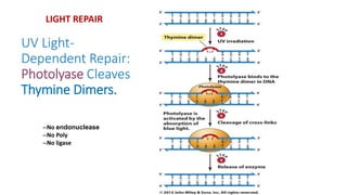 UV Light-
Dependent Repair:
Photolyase Cleaves
Thymine Dimers.
--No endonuclease
--No Poly
--No ligase
LIGHT REPAIR
 
