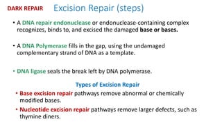 Excision Repair (steps)
• A DNA repair endonuclease or endonuclease-containing complex
recognizes, binds to, and excised the damaged base or bases.
• A DNA Polymerase fills in the gap, using the undamaged
complementary strand of DNA as a template.
• DNA ligase seals the break left by DNA polymerase.
DARK REPAIR
Types of Excision Repair
• Base excision repair pathways remove abnormal or chemically
modified bases.
• Nucleotide excision repair pathways remove larger defects, such as
thymine diners.
 