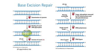 Base Excision Repair
AP:apyrimidinic site
 