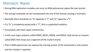 Mismatch Repair
• During DNA replication mistakes can occur as DNA polymerase copies the two strands.
• The wrong nucleotide can be incorporated into one of the strands causing a mismatch.
• Normally there should be an "A" opposite a "T" and "G" opposite a "C".
• If a "G" is mistakenly paired with a "T", this is a potential mutation.
• Fortunately cells have repair mechanisms.
• In this case repair proteins called PMS2, MLH1, MSH6, and MSH2, help recruit an enzyme
called EXO1 that chops out a segment of the mutant strand.
• Then a DNA polymerase can replace the missing section of the strand with a new section
and the mistake is repaired.
 