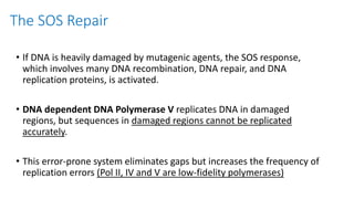 The SOS Repair
• If DNA is heavily damaged by mutagenic agents, the SOS response,
which involves many DNA recombination, DNA repair, and DNA
replication proteins, is activated.
• DNA dependent DNA Polymerase V replicates DNA in damaged
regions, but sequences in damaged regions cannot be replicated
accurately.
• This error-prone system eliminates gaps but increases the frequency of
replication errors (Pol II, IV and V are low-fidelity polymerases)
 