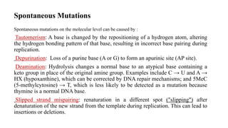 Spontaneous Mutations
Spontaneous mutations on the molecular level can be caused by :
Tautomerism: A base is changed by the repositioning of a hydrogen atom, altering
the hydrogen bonding pattern of that base, resulting in incorrect base pairing during
replication.
Depurination: Loss of a purine base (A or G) to form an apurinic site (AP site).
Deamination: Hydrolysis changes a normal base to an atypical base containing a
keto group in place of the original amine group. Examples include C → U and A →
HX (hypoxanthine), which can be corrected by DNA repair mechanisms; and 5MeC
(5-methylcytosine) → T, which is less likely to be detected as a mutation because
thymine is a normal DNA base.
Slipped strand mispairing: renaturation in a different spot ("slipping") after
denaturation of the new strand from the template during replication. This can lead to
insertions or deletions.
 