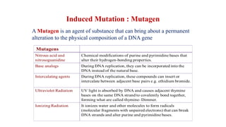 Induced Mutation : Mutagen
A Mutagen is an agent of substance that can bring about a permanent
alteration to the physical composition of a DNA gene
 