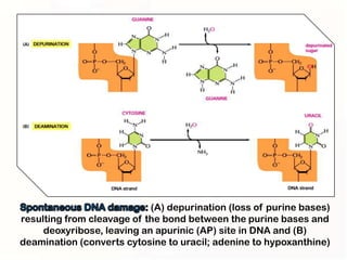 (A) depurination (loss of purine bases)
resulting from cleavage of the bond between the purine bases and
     deoxyribose, leaving an apurinic (AP) site in DNA and (B)
deamination (converts cytosine to uracil; adenine to hypoxanthine)
 