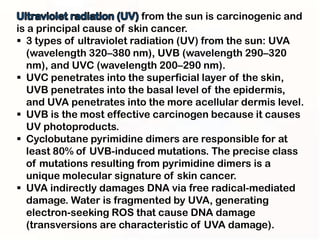from the sun is carcinogenic and
is a principal cause of skin cancer.
 3 types of ultraviolet radiation (UV) from the sun: UVA
   (wavelength 320–380 nm), UVB (wavelength 290–320
   nm), and UVC (wavelength 200–290 nm).
 UVC penetrates into the superficial layer of the skin,
   UVB penetrates into the basal level of the epidermis,
   and UVA penetrates into the more acellular dermis level.
 UVB is the most effective carcinogen because it causes
   UV photoproducts.
 Cyclobutane pyrimidine dimers are responsible for at
   least 80% of UVB-induced mutations. The precise class
   of mutations resulting from pyrimidine dimers is a
   unique molecular signature of skin cancer.
 UVA indirectly damages DNA via free radical-mediated
   damage. Water is fragmented by UVA, generating
   electron-seeking ROS that cause DNA damage
   (transversions are characteristic of UVA damage).
 