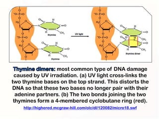 most common type of DNA damage
 caused by UV irradiation. (a) UV light cross-links the
two thymine bases on the top strand. This distorts the
DNA so that these two bases no longer pair with their
  adenine partners. (b) The two bonds joining the two
 thymines form a 4-membered cyclobutane ring (red).
    http://highered.mcgraw-hill.com/olc/dl/120082/micro18.swf
 