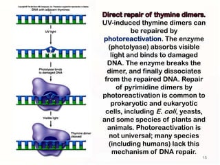 UV-induced thymine dimers can
           be repaired by
photoreactivation. The enzyme
  (photolyase) absorbs visible
    light and binds to damaged
  DNA. The enzyme breaks the
  dimer, and finally dissociates
 from the repaired DNA. Repair
      of pyrimidine dimers by
photoreactivation is common to
    prokaryotic and eukaryotic
 cells, including E. coli, yeasts,
and some species of plants and
  animals. Photoreactivation is
   not universal; many species
   (including humans) lack this
     mechanism of DNA repair.
                                15
 