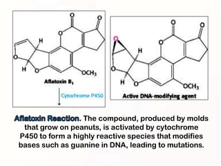 . The compound, produced by molds
 that grow on peanuts, is activated by cytochrome
P450 to form a highly reactive species that modifies
bases such as guanine in DNA, leading to mutations.
 