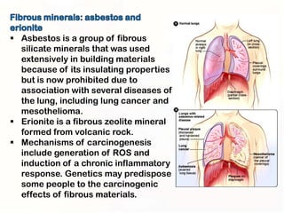  Asbestos is a group of fibrous
  silicate minerals that was used
  extensively in building materials
  because of its insulating properties
  but is now prohibited due to
  association with several diseases of
  the lung, including lung cancer and
  mesothelioma.
 Erionite is a fibrous zeolite mineral
  formed from volcanic rock.
 Mechanisms of carcinogenesis
  include generation of ROS and
  induction of a chronic inflammatory
  response. Genetics may predispose
  some people to the carcinogenic
  effects of fibrous materials.
 