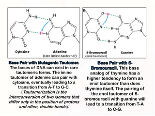 The bases of DNA can exist in rare                         This base
   tautomeric forms. The imino               analog of thymine has a
tautomer of adenine can pair with          higher tendency to form an
 cytosine, eventually leading to a          enol tautomer than does
    transition from A-T to G-C.          thymine itself. The pairing of
      (Tautomerization is the                the enol tautomer of 5-
interconversion of two isomers that      bromouracil with guanine will
differ only in the position of protons
                                          lead to a transition from T-A
      and often, double bonds).
                                                      to C-G.
 