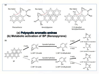 (a)
(b) Metabolic activation of BP (Benzopyrene)
 
