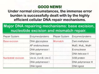 Under normal circumstances, the immense error
   burden is successfully dealt with by the highly
     efficient cellular DNA repair mechanisms.
Major DNA repairing mechanisms: base excision,
   nucleotide excision and mismatch repair.
 