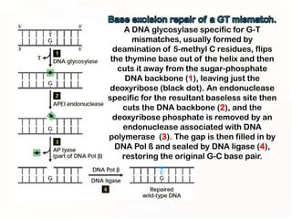 A DNA glycosylase specific for G-T
       mismatches, usually formed by
  deamination of 5-methyl C residues, flips
 the thymine base out of the helix and then
   cuts it away from the sugar-phosphate
     DNA backbone (1), leaving just the
deoxyribose (black dot). An endonuclease
specific for the resultant baseless site then
    cuts the DNA backbone (2), and the
  deoxyribose phosphate is removed by an
    endonuclease associated with DNA
polymerase (3). The gap is then filled in by
  DNA Pol ß and sealed by DNA ligase (4),
    restoring the original G-C base pair.
 