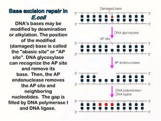 DNA's bases may be
 modified by deamination
or alkylation. The position
        of the modified
 (damaged) base is called
  the "abasic site" or "AP
   site". DNA glycosylase
 can recognize the AP site
        and remove its
     base. Then, the AP
   endonuclease removes
        the AP site and
          neighboring
  nucleotides. The gap is
filled by DNA polymerase I
       and DNA ligase.
 