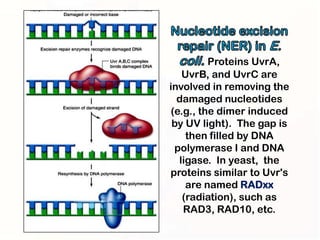 Proteins UvrA,
   UvrB, and UvrC are
involved in removing the
  damaged nucleotides
(e.g., the dimer induced
 by UV light). The gap is
    then filled by DNA
 polymerase I and DNA
  ligase. In yeast, the
proteins similar to Uvr's
    are named RADxx
   (radiation), such as
   RAD3, RAD10, etc.
 