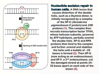 A DNA lesion that
   causes distortion of the double
 helix, such as a thymine dimer, is
  initially recognized by a complex
        of the XP-C (Xeroderma
 pigmentosum C protein) and 23B
   proteins (1). This complex then
recruits transcription factor TFIIH,
whose helicase subunits, powered
by ATP hydrolysis, partially unwind
   the double helix. XP-G and RPA
 proteins then bind to the complex
  and further unwind and stabilize
    the helix until a bubble of ≈25
   bases is formed (2). Then XP-G
 (now acting as an endonuclease)
 and XP-F, a 2nd endonuclease, cut
 the damaged strand at points 24–
32 bases apart on each side of the
               lesion (3).
 