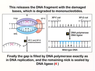 This releases the DNA fragment with the damaged
    bases, which is degraded to mononucleotides.




 Finally the gap is filled by DNA polymerase exactly as
in DNA replication, and the remaining nick is sealed by
                       DNA ligase (4 )
 