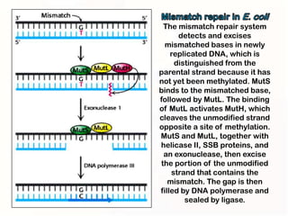 The mismatch repair system
      detects and excises
  mismatched bases in newly
    replicated DNA, which is
     distinguished from the
parental strand because it has
not yet been methylated. MutS
binds to the mismatched base,
followed by MutL. The binding
of MutL activates MutH, which
cleaves the unmodified strand
opposite a site of methylation.
MutS and MutL, together with
helicase II, SSB proteins, and
 an exonuclease, then excise
the portion of the unmodified
    strand that contains the
   mismatch. The gap is then
filled by DNA polymerase and
        sealed by ligase.
 