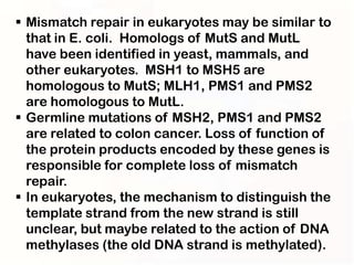  Mismatch repair in eukaryotes may be similar to
  that in E. coli. Homologs of MutS and MutL
  have been identified in yeast, mammals, and
  other eukaryotes. MSH1 to MSH5 are
  homologous to MutS; MLH1, PMS1 and PMS2
  are homologous to MutL.
 Germline mutations of MSH2, PMS1 and PMS2
  are related to colon cancer. Loss of function of
  the protein products encoded by these genes is
  responsible for complete loss of mismatch
  repair.
 In eukaryotes, the mechanism to distinguish the
  template strand from the new strand is still
  unclear, but maybe related to the action of DNA
  methylases (the old DNA strand is methylated).
 