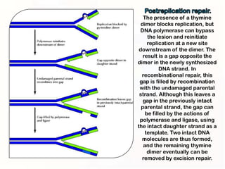 The presence of a thymine
  dimer blocks replication, but
 DNA polymerase can bypass
     the lesion and reinitiate
     replication at a new site
 downstream of the dimer. The
   result is a gap opposite the
dimer in the newly synthesized
           DNA strand. In
  recombinational repair, this
 gap is filled by recombination
 with the undamaged parental
 strand. Although this leaves a
   gap in the previously intact
  parental strand, the gap can
    be filled by the actions of
 polymerase and ligase, using
the intact daughter strand as a
    template. Two intact DNA
  molecules are thus formed,
   and the remaining thymine
     dimer eventually can be
  removed by excision repair.
 