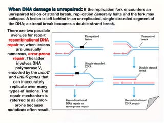 If the replication fork encounters an
unrepaired lesion or strand break, replication generally halts and the fork may
collapse. A lesion is left behind in an unreplicated, single-stranded segment of
the DNA; a strand break becomes a double-strand break.
There are two possible
   avenues for repair:
 recombinational DNA
repair or, when lesions
      are unusually
numerous, error-prone
    repair. The latter
      involves DNA
     polymerase V,
 encoded by the umuC
 and umuD genes that
    can inaccurately
  replicate over many
 types of lesions. The
  repair mechanism is
  referred to as error-
     prone because
mutations often result.
 