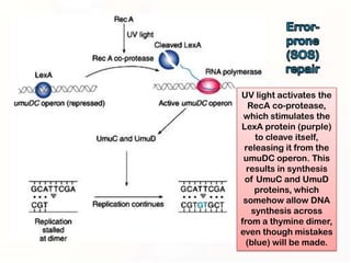 UV light activates the
   RecA co-protease,
 which stimulates the
LexA protein (purple)
     to cleave itself,
 releasing it from the
 umuDC operon. This
  results in synthesis
 of UmuC and UmuD
     proteins, which
 somehow allow DNA
    synthesis across
from a thymine dimer,
even though mistakes
  (blue) will be made.
 