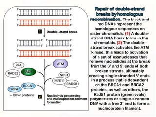 The black and
     red DNAs represent the
    homologous sequences on
 sister chromatids. (1) A double-
 strand DNA break forms in the
   chromatids. (2) The double-
 strand break activates the ATM
 kinase; this leads to activation
  of a set of exonucleases that
remove nucleotides at the break
 from the 3’ and 5’ ends of both
    broken strands, ultimately
creating single stranded 3’ ends.
 In a process that is dependent
    on the BRCA1 and BRCA2
 proteins, as well as others, the
   Rad51 protein (green ovals)
 polymerizes on single-stranded
DNA with a free 3’ end to form a
     nucleoprotein filament.
 