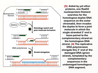 (3): Aided by yet other
    proteins, one Rad52
  nucleoprotein filament
      searches for the
 homologous duplex DNA
  sequence on the sister
 chromatid, then invades
 the duplex to form a joint
   molecule in which the
 single stranded 3’ end is
     base-paired to the
complementary strand on
   the homologous DNA
strand. (4) The replicative
     DNA polymerases
elongate this 3’ end of the
   damaged DNA (green
strand), templated by the
      complementary
     sequences in the
 undamaged homologous
       DNA segment.
 