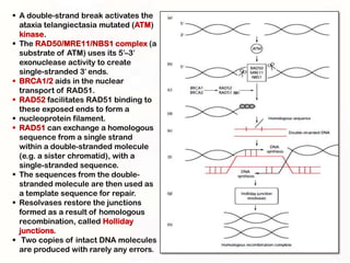  A double-strand break activates the
  ataxia telangiectasia mutated (ATM)
  kinase.
 The RAD50/MRE11/NBS1 complex (a
  substrate of ATM) uses its 5′–3′
  exonuclease activity to create
  single-stranded 3′ ends.
 BRCA1/2 aids in the nuclear
  transport of RAD51.
 RAD52 facilitates RAD51 binding to
  these exposed ends to form a
 nucleoprotein filament.
 RAD51 can exchange a homologous
  sequence from a single strand
  within a double-stranded molecule
  (e.g. a sister chromatid), with a
  single-stranded sequence.
 The sequences from the double-
  stranded molecule are then used as
  a template sequence for repair.
 Resolvases restore the junctions
  formed as a result of homologous
  recombination, called Holliday
  junctions.
 Two copies of intact DNA molecules
  are produced with rarely any errors.
 