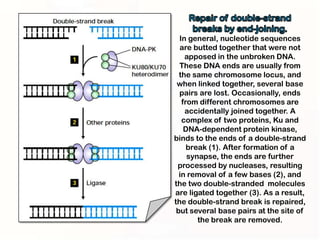 In general, nucleotide sequences
  are butted together that were not
    apposed in the unbroken DNA.
  These DNA ends are usually from
  the same chromosome locus, and
 when linked together, several base
  pairs are lost. Occasionally, ends
   from different chromosomes are
    accidentally joined together. A
   complex of two proteins, Ku and
    DNA-dependent protein kinase,
binds to the ends of a double-strand
     break (1). After formation of a
     synapse, the ends are further
 processed by nucleases, resulting
  in removal of a few bases (2), and
the two double-stranded molecules
are ligated together (3). As a result,
the double-strand break is repaired,
 but several base pairs at the site of
        the break are removed.
 