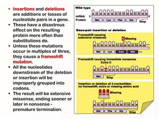  Insertions and deletions
  are additions or losses of
  nucleotide pairs in a gene.
 These have a disastrous
  effect on the resulting
  protein more often than
  substitutions do.
 Unless these mutations
  occur in multiples of three,
  they cause a frameshift
  mutation.
 All the nucleotides
  downstream of the deletion
  or insertion will be
  improperly grouped into
  codons.
 The result will be extensive
  missense, ending sooner or
  later in nonsense -
  premature termination.
 