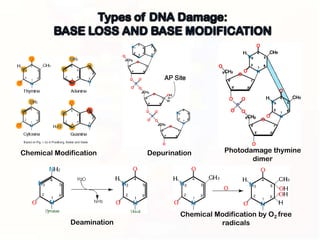 Chemical Modification      Depurination        Photodamage thymine
                                                      dimer




                                   Chemical Modification by O2 free
             Deamination                     radicals
 