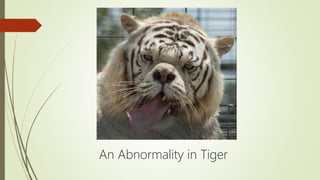 An Abnormality in Tiger
 