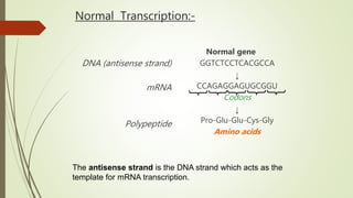 Normal Transcription:-
DNA (antisense strand)
mRNA
Polypeptide
Normal gene
GGTCTCCTCACGCCA
↓
CCAGAGGAGUGCGGU
Codons
↓
Pro-Glu-Glu-Cys-Gly
Amino acids
The antisense strand is the DNA strand which acts as the
template for mRNA transcription.
 