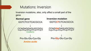 Mutations: Inversion
Normal gene
GGTCTCCTCACGCCA
↓
CCAGAGGAGUGCGGU
Codons
↓
Pro-Glu-Glu-Cys-Gly
Amino acids
Inversion mutation
GGTCCTCTCACGCCA
↓
CCAGGAGAGUGCGGU
↓
Pro-Gly-Glu-Cys-Gly
Inversion mutations, also, only affect a small part of the
gene
 
