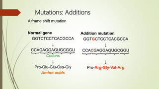Mutations: Additions
Normal gene
GGTCTCCTCACGCCA
↓
CCAGAGGAGUGCGGU
Codons
↓
Pro-Glu-Glu-Cys-Gly
Amino acids
Addition mutation
GGTGCTCCTCACGCCA
↓
CCACGAGGAGUGCGGU
↓
Pro-Arg-Gly-Val-Arg
A frame shift mutation
 