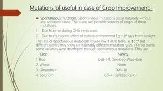 Mutations of useful in case of Crop Improvement:-
 Spontaneous mutations: Spontaneous mutations occur naturally without
any apparent cause. There are two possible sources of origin of these
mutations.
1. Due to error during DNA replication.
2. Due to mutagenic effect of natural environment Eg : UV rays from sunlight
The rate of spontaneous mutations is very low. 1 in 10 lakhs i.e. 10−6 But
different genes may show considerably different mutation rates. In crop plants
some varieties were developed through spontaneous mutations. They are-
Crop Variety
1. Rice GEB-24, Dee-Geo-Woo-Gen
2. Wheat Norin
3. Groundnut TMV-10
4. Sorghum Co-4 (coimbatore 4)
 