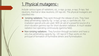 1. Physical mutagens:-
Include various types of radiations, viz., x-rays, g-rays, a-rays, ß-rays, fast
neutrons, thermal or slow neutrons, UV rays etc. The physical mutagens are
classified into
 Ionizing radiations: They work through the release of ions. They have
deep penetrating capacity. Eg : x-rays, g-rays, a -particles etc. For
irradiation special units are used. With an aid of a powerful source of a
short-duration gamma rays for short duration radiation. A much weaker
radiation but operating continuously (gamma field).
 Non-ionizing radiations : They function through excitation and have a
very low penetrating capacity. Eg : UV rays.(U V Rays works on the
principal of formation of Pyrimidine dimers and Pyrimidisation.
 
