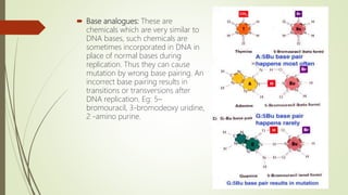  Base analogues: These are
chemicals which are very similar to
DNA bases, such chemicals are
sometimes incorporated in DNA in
place of normal bases during
replication. Thus they can cause
mutation by wrong base pairing. An
incorrect base pairing results in
transitions or transversions after
DNA replication. Eg: 5–
bromouracil, 3-bromodeoxy uridine,
2 -amino purine.
 