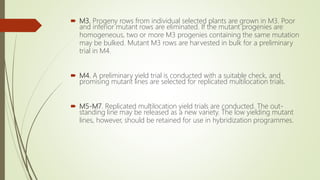  M3. Progeny rows from individual selected plants are grown in M3. Poor
and inferior mutant rows are eliminated. If the mutant progenies are
homogeneous, two or more M3 progenies containing the same mutation
may be bulked. Mutant M3 rows are harvested in bulk for a preliminary
trial in M4.
 M4. A preliminary yield trial is conducted with a suitable check, and
promising mutant lines are selected for replicated multilocation trials.
 M5-M7. Replicated multilocation yield trials are conducted. The out-
standing line may be released as a new variety. The low yielding mutant
lines, however, should be retained for use in hybridization programmes.
 